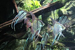 Real freshwater Angelfish