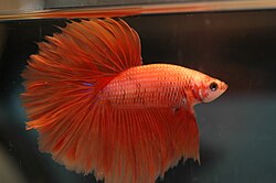 Real Betta fish swimming in a freshwater aquarium