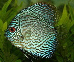Real Blue Discus fish