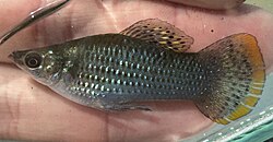 Real Molly fish in freshwater