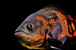 Real Oscar fish