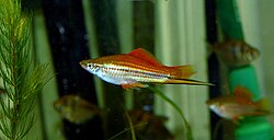 Real Swordtail fish swimming in freshwater