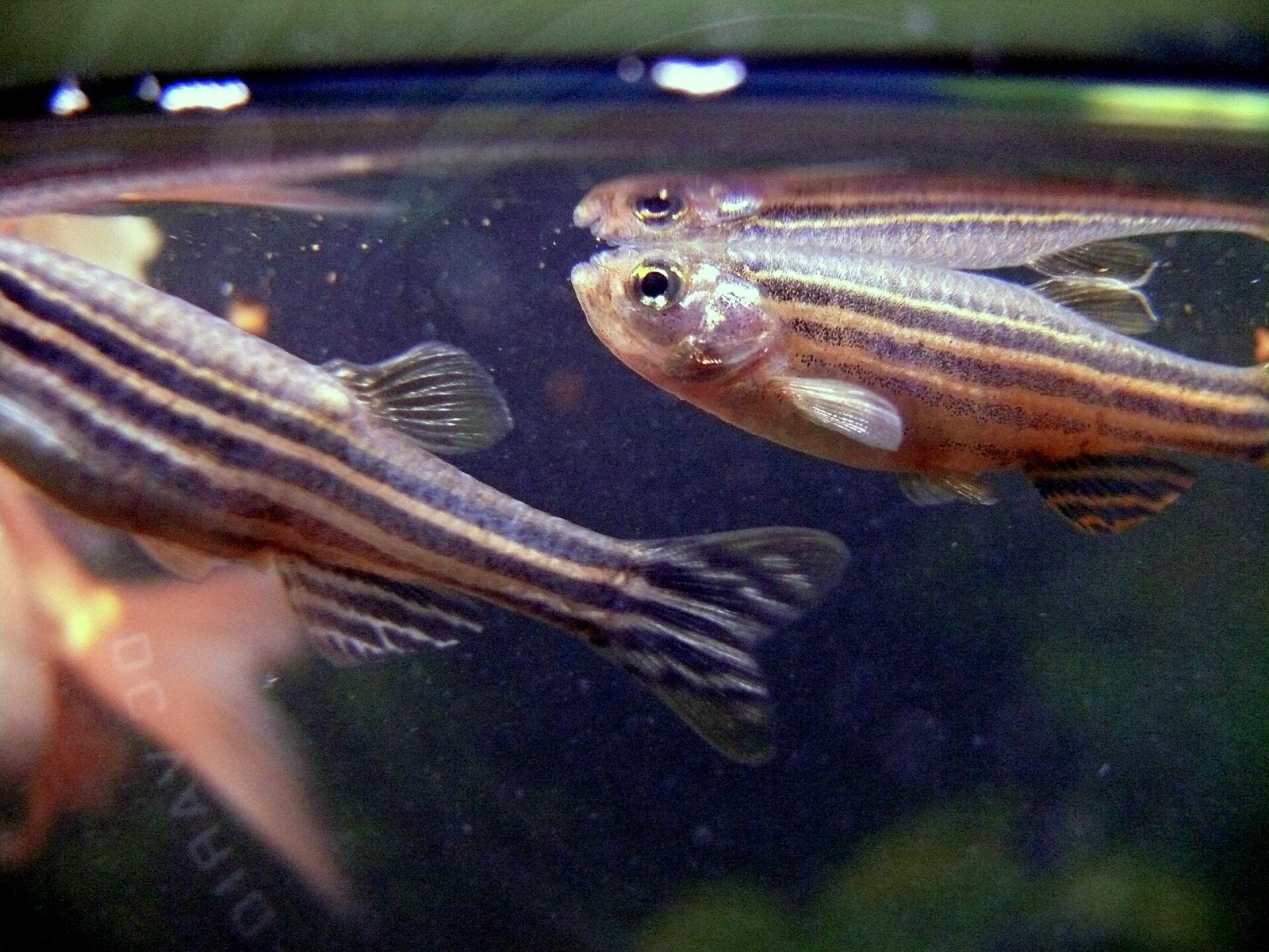 Real Zebra Danio fish